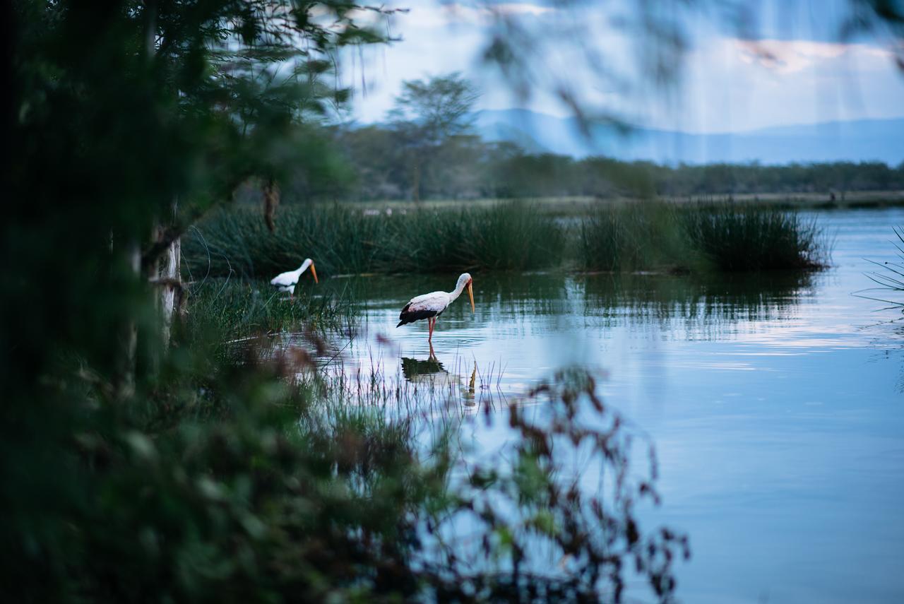 Sirville Lake Elementaita Lodge Gilgil Luaran gambar
