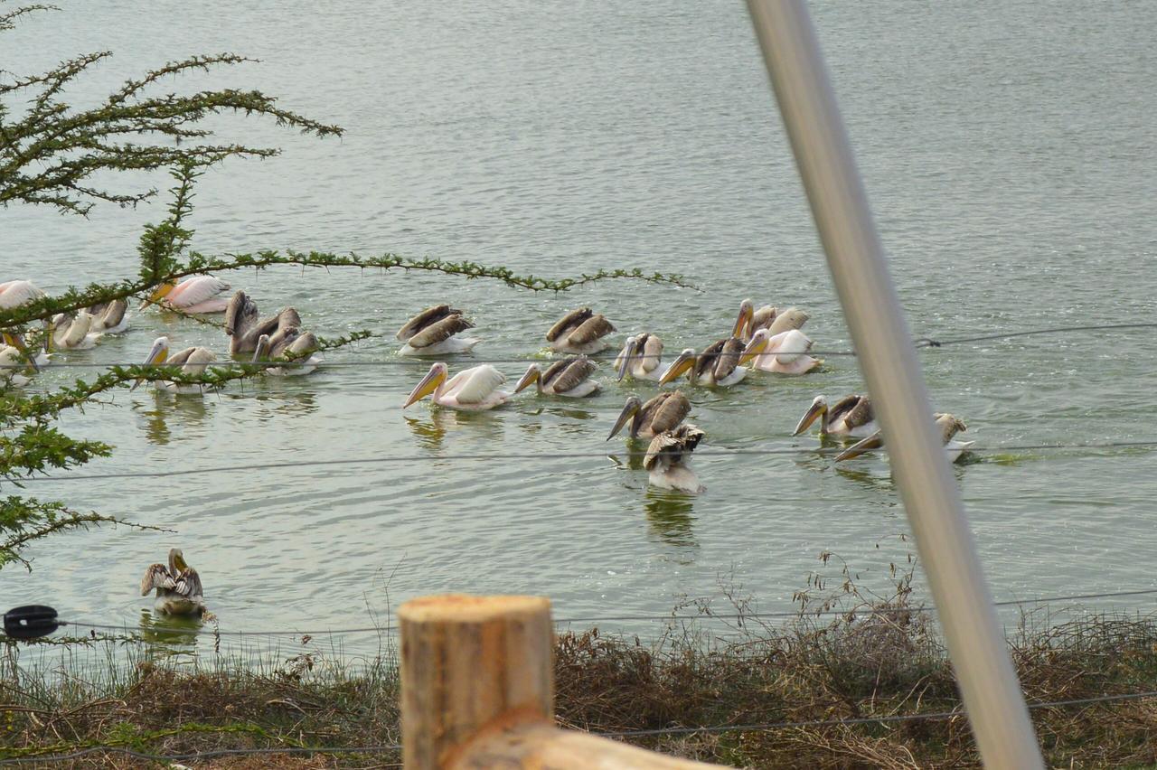 Sirville Lake Elementaita Lodge Gilgil Luaran gambar